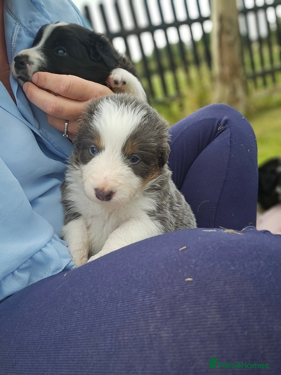 Border Collie dogs for sale: 2 border Collie Pups available  - Image 8