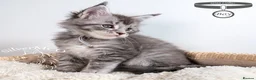 Maine Coon cats for sale: 💚Stunning XL TICA-registered Maine Coon Kittens  - Advert 33