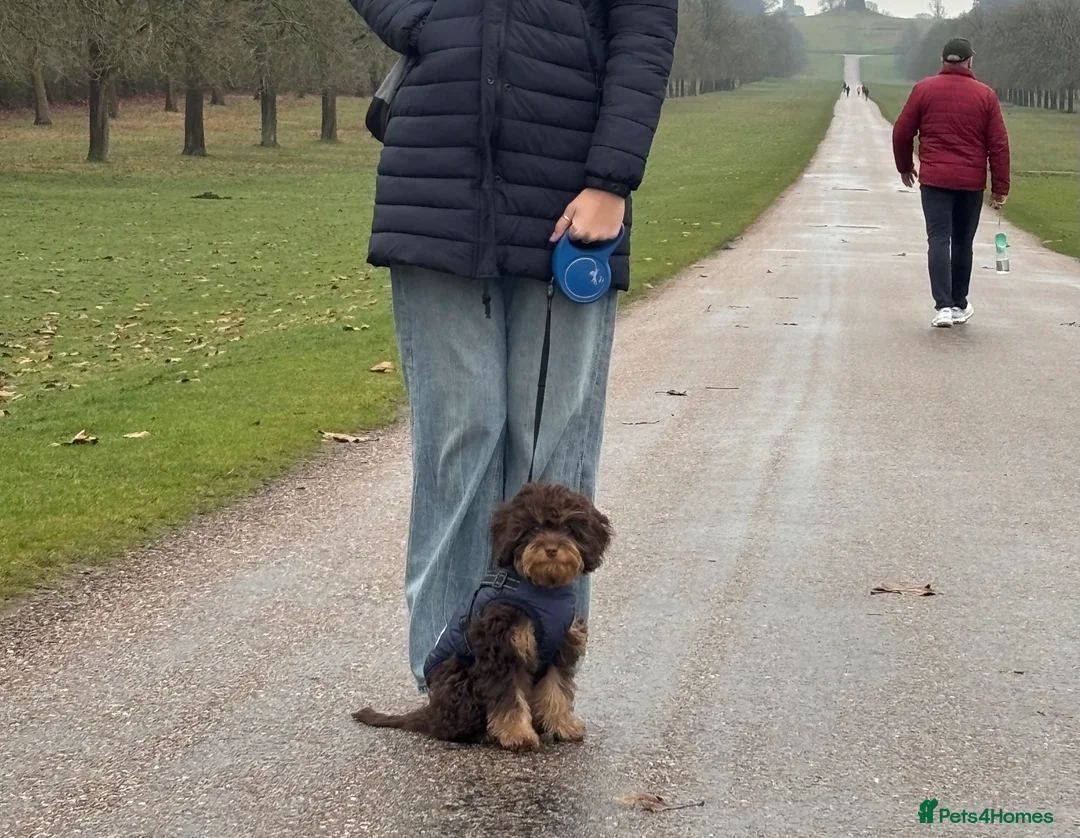 Cavapoo dogs for sale: Luna chocolate  - Advert 5