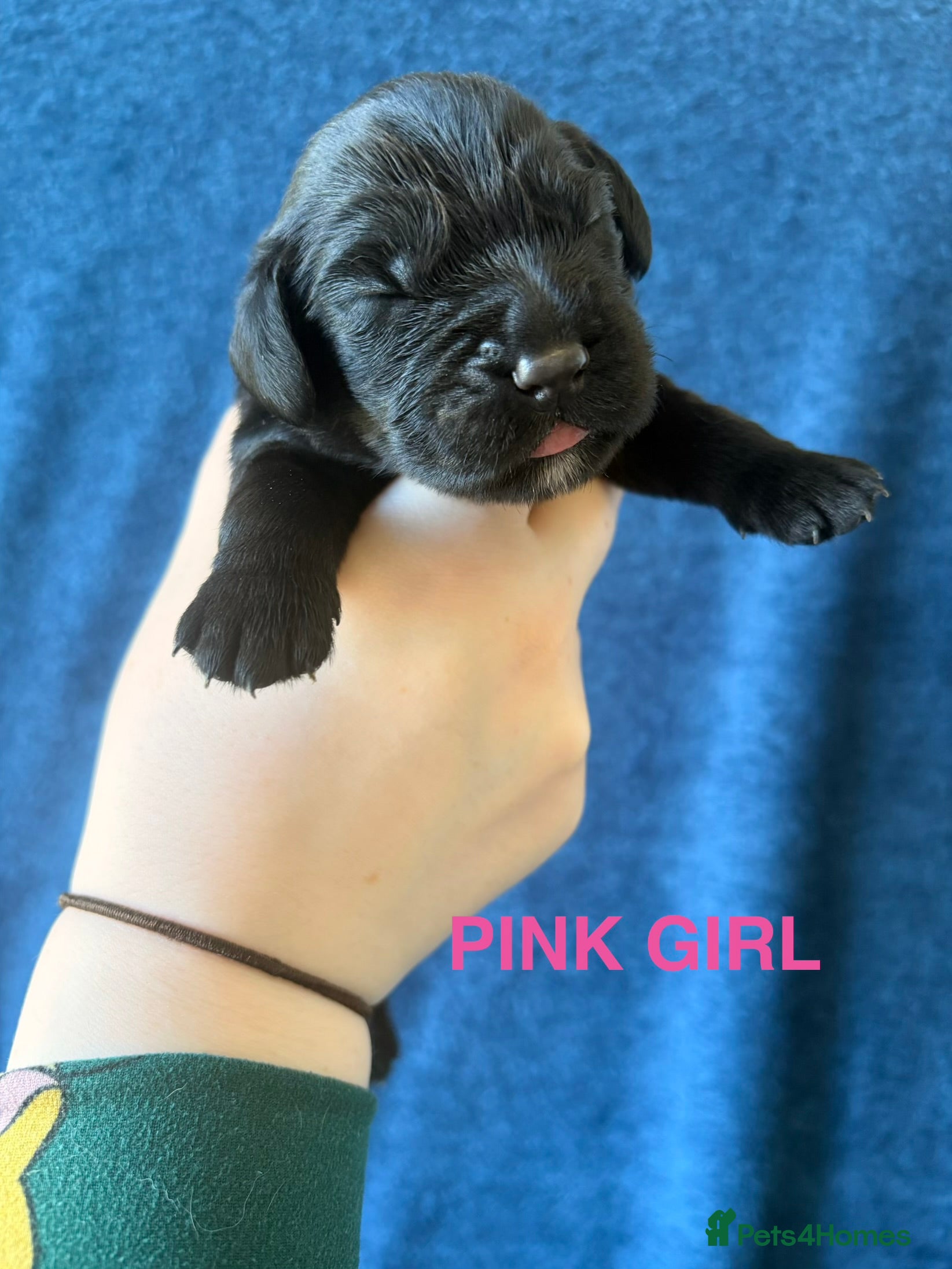 Cocker Spaniel dogs Stunning KC Cocker Spaniel Puppies - Advert 2