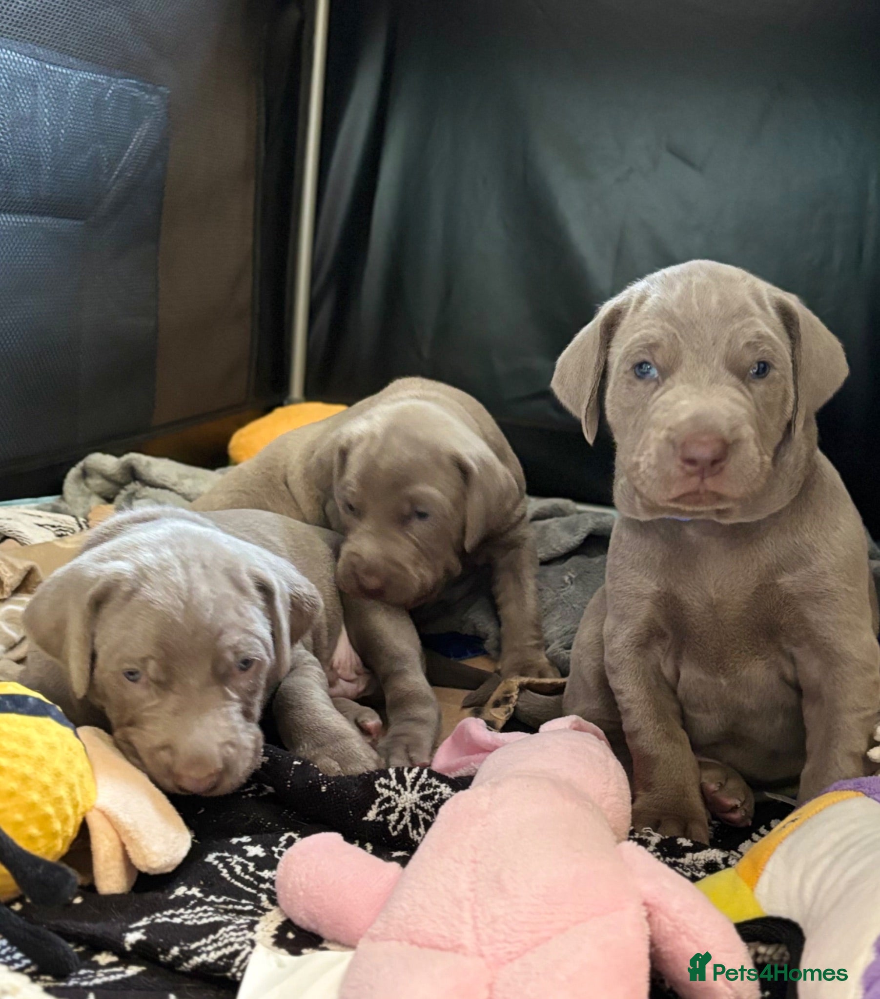 Mixed Breed dogs WEIM X DOBERMAN CHAMPION BLOODLINE PUPS - Advert 5