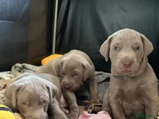 Mixed Breed dogs WEIM X DOBERMAN CHAMPION BLOODLINE PUPS - Advert 5