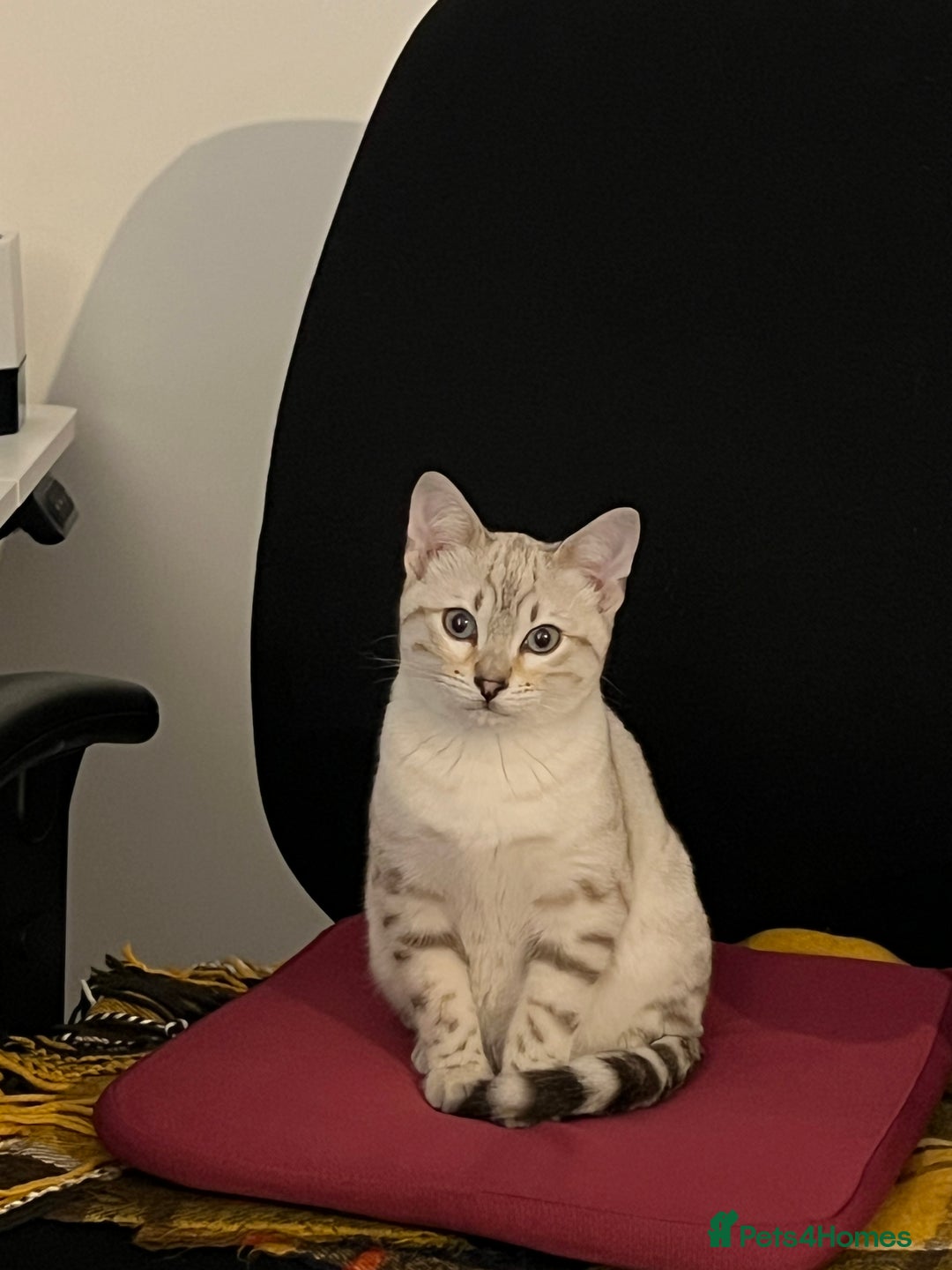 Bengal cats for sale: Snow bengal female kitten - Advert 7