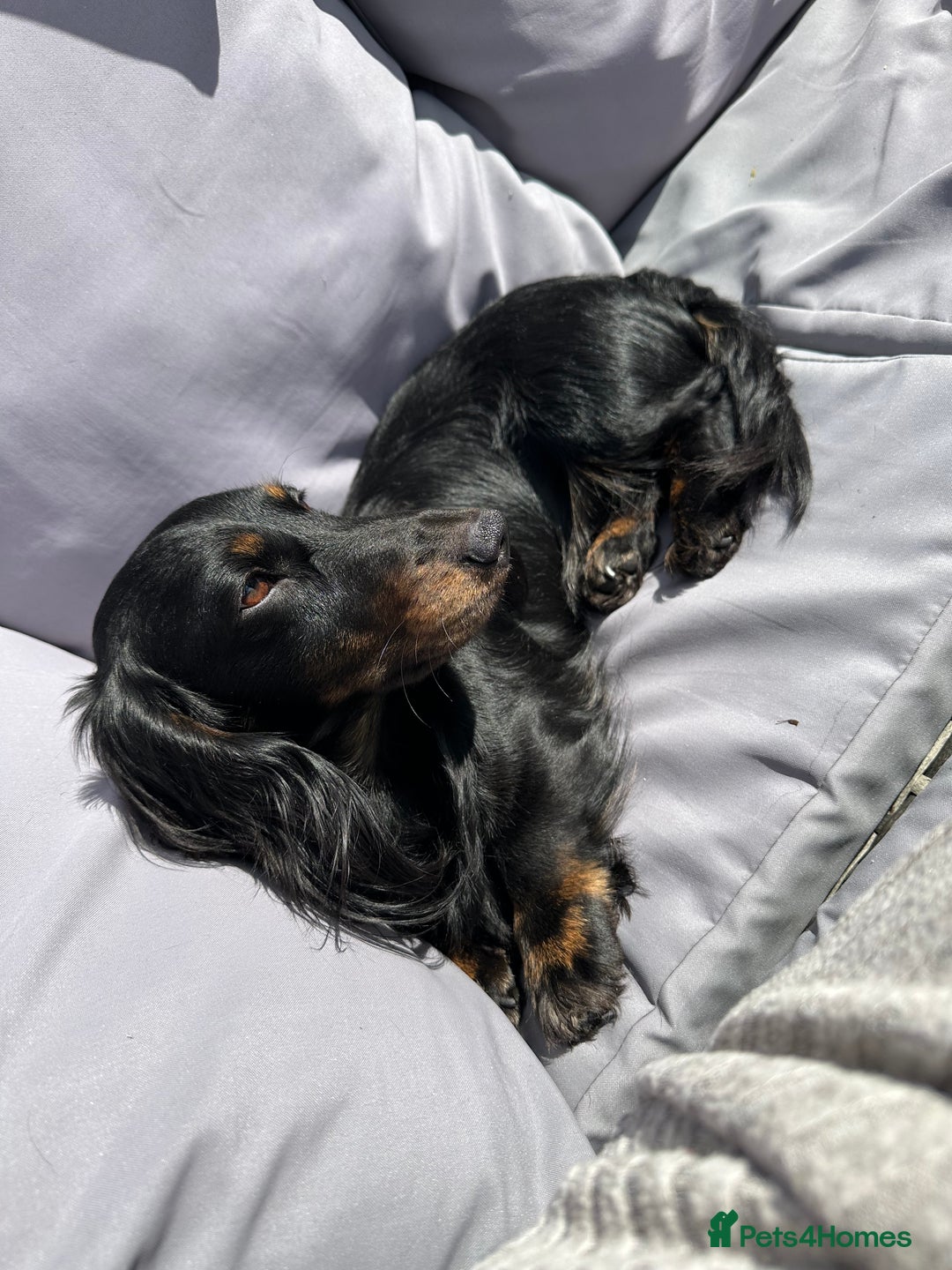 Miniature Dachshund dogs for stud: Black and Tan brindle - Miniature longhair STUD in Manchester - Advert 11