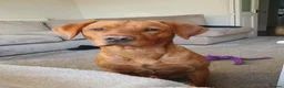 Labrador Retriever dogs for sale: Fox Red Labrador - Advert 7