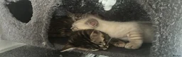 Bengal cats for sale: Bengal kittens  - Advert 15