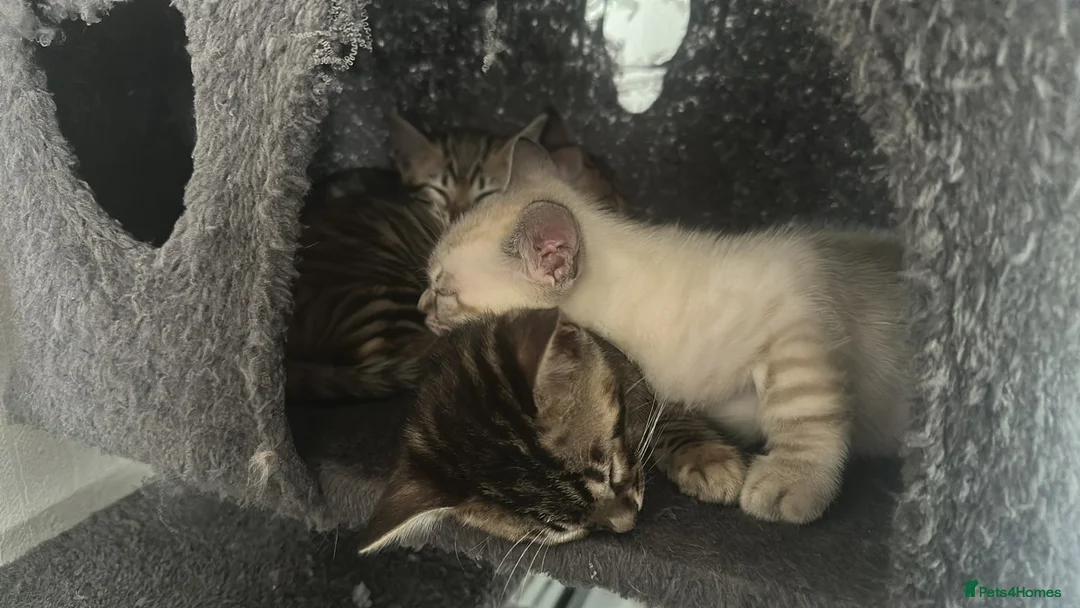 Bengal cats for sale: Bengal kittens  - Advert 15