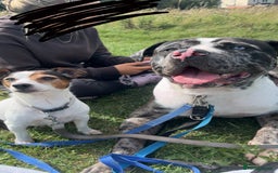 Bullmastiff dogs for stud: Merle bull mastiff cross staff for stud - Image 1