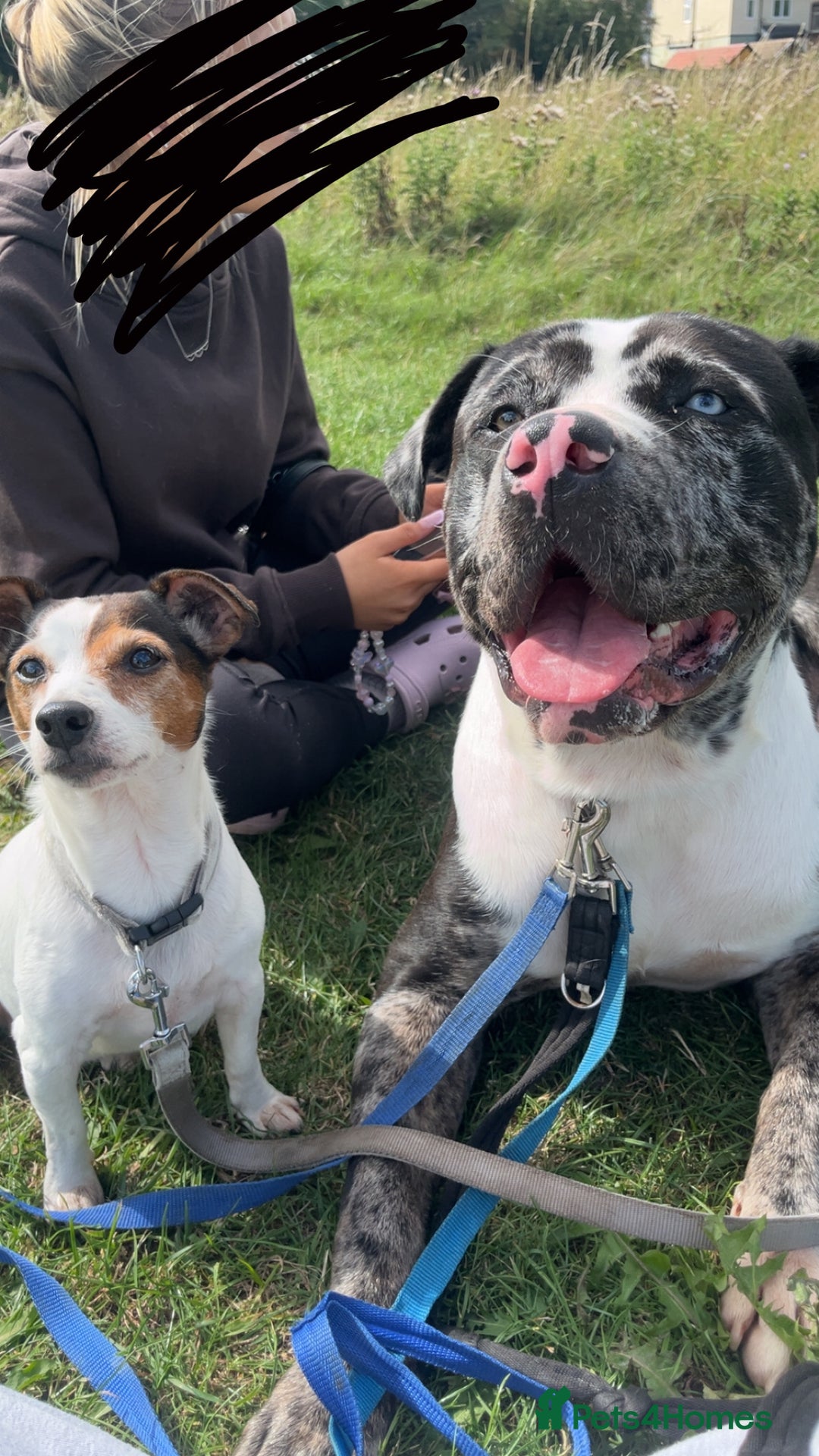 Bullmastiff dogs for stud: Merle bull mastiff cross staff for stud - Image 1