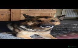 German Shepherd dogs for sale: Strider - Advert 1
