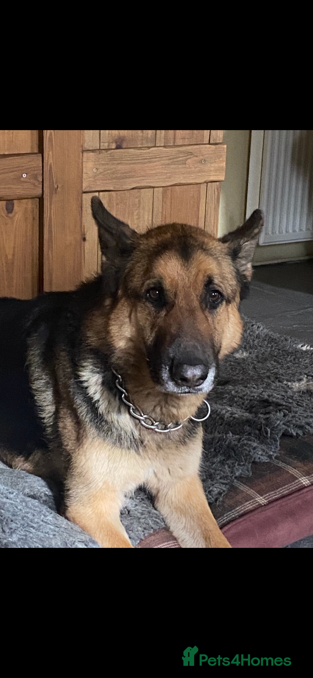German Shepherd dogs for sale: Strider - Advert 1