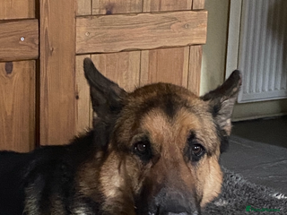 German Shepherd dogs Strider - Advert 4