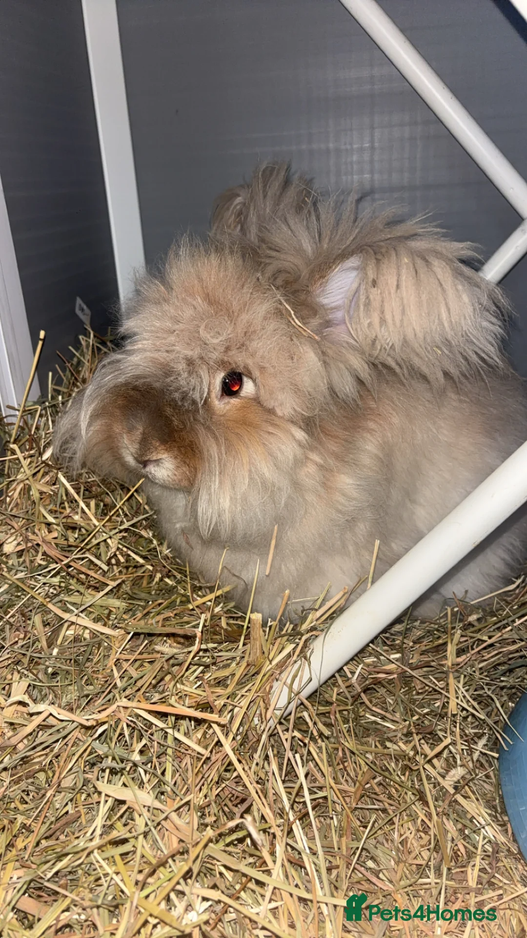 Mixed Breed rabbits for sale: Angora/ Lionhead  - Advert 2