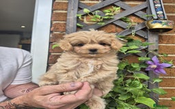 Maltipoo dogs for sale: Amazing TeddyBear Asian Korean Maltipoo puppies - Image 11