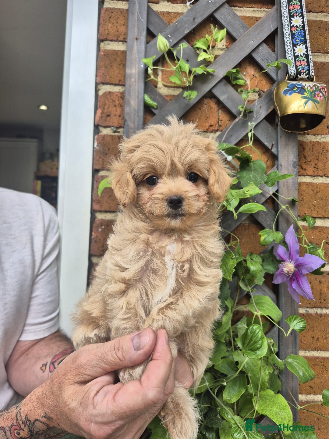 Maltipoo dogs for sale: Amazing TeddyBear Asian Korean Maltipoo puppies - Image 11