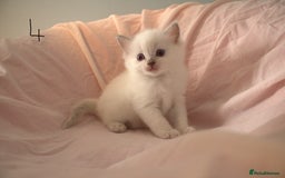 Ragdoll cats for sale: Ragdoll Kittens - Image 11