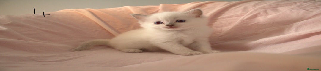 Ragdoll Kitten 4