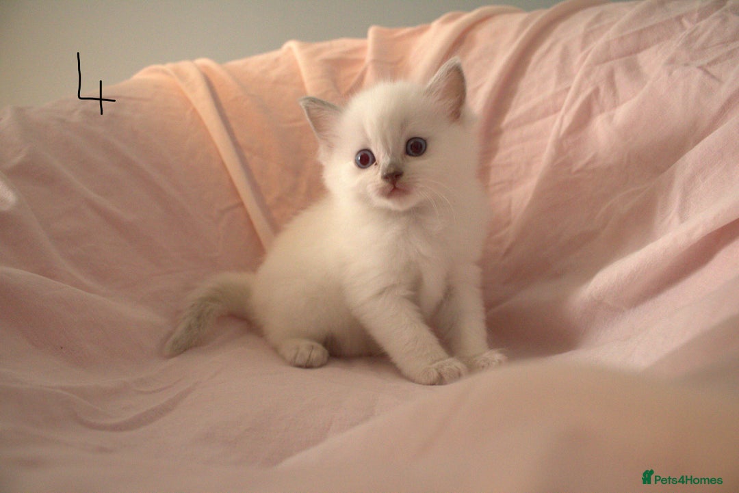Ragdoll cats for sale: Ragdoll Kittens - Image 11