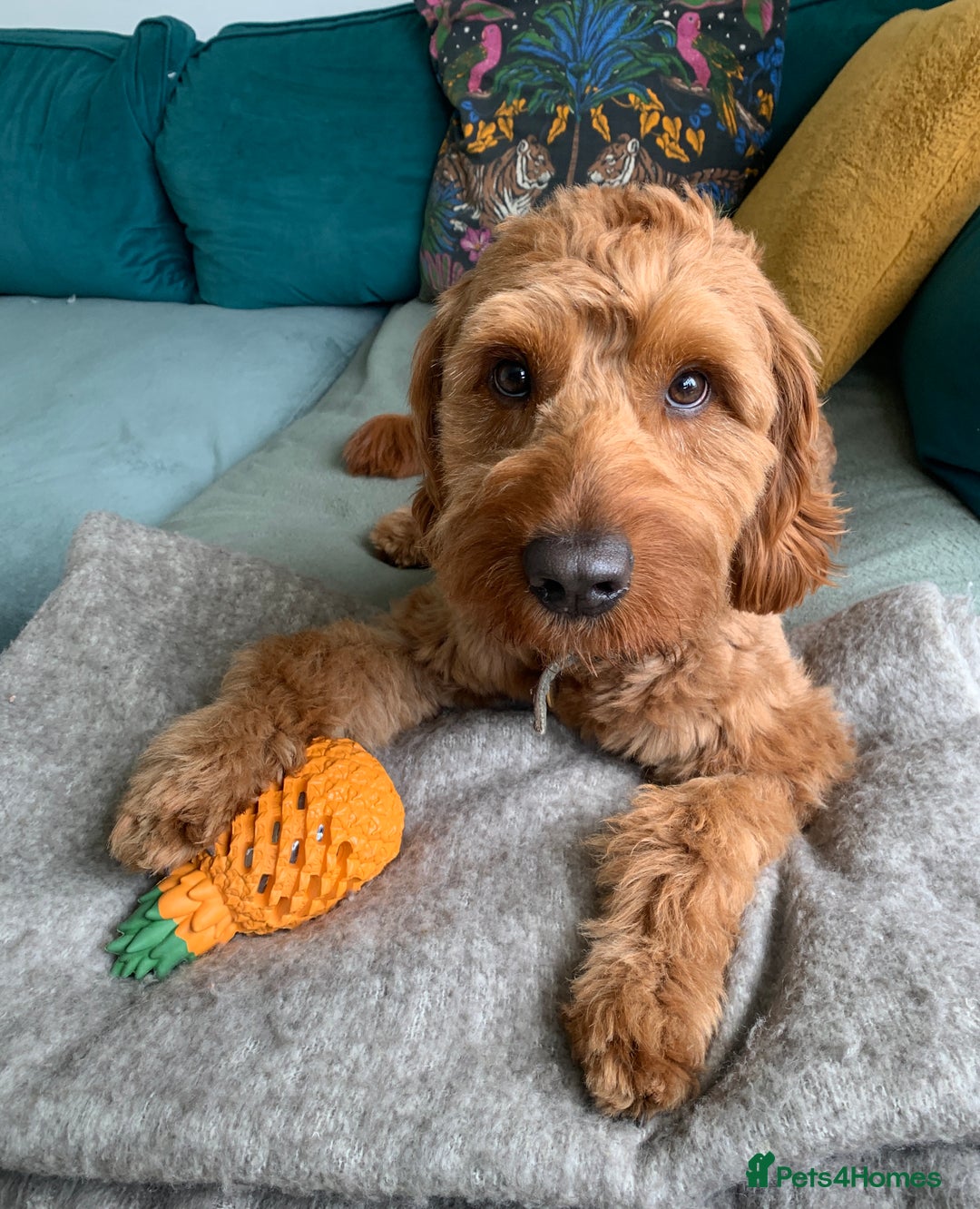 Australian Labradoodle dogs for stud: Australian Labradoodle Stud – Excellent Bloodlines - Image 19