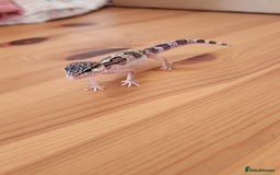 Leopard Gecko reptiles for sale: Baby Leopard Gecko - Mack Snow Morph - Image 6