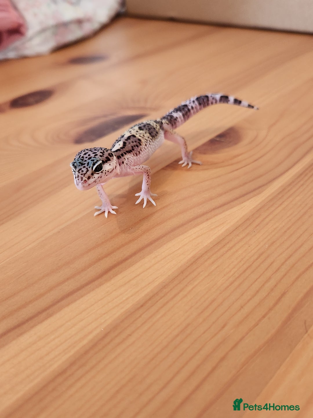 Leopard Gecko reptiles for sale: Baby Leopard Gecko - Mack Snow Morph - Image 6