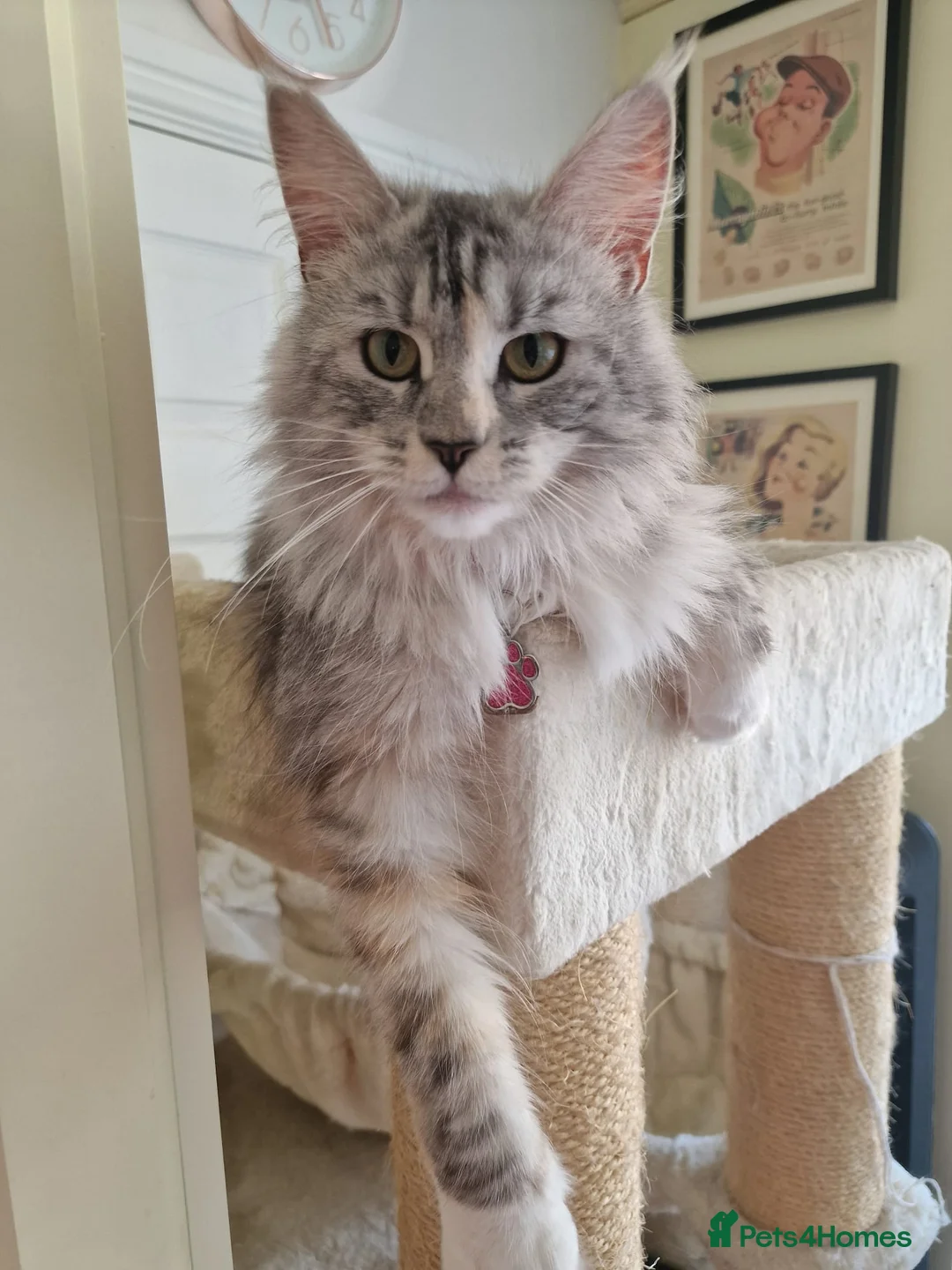 Maine Coon cats for sale: Cream and white large kitten Tica registered  - Advert 3