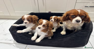 Cavalier King Charles Spaniel dogs - Advert 6
