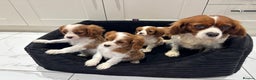 Cavalier King Charles Spaniel dogs for sale: **Reduced** last girl looking for forever home - Advert 2