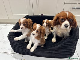 Cavalier King Charles Spaniel dogs - Advert 12