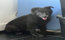 German Shepherd dogs for sale: German shepherd pups silver sable black/tan black  - Image 18
