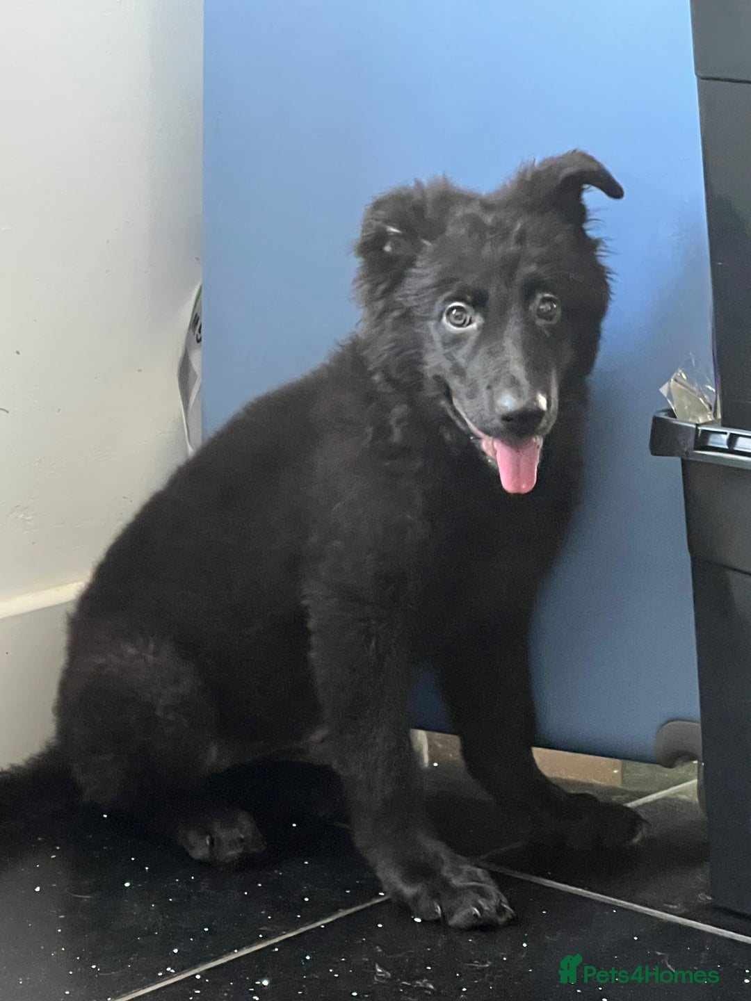German Shepherd dogs for sale: German shepherd pups silver sable black/tan black  - Image 18