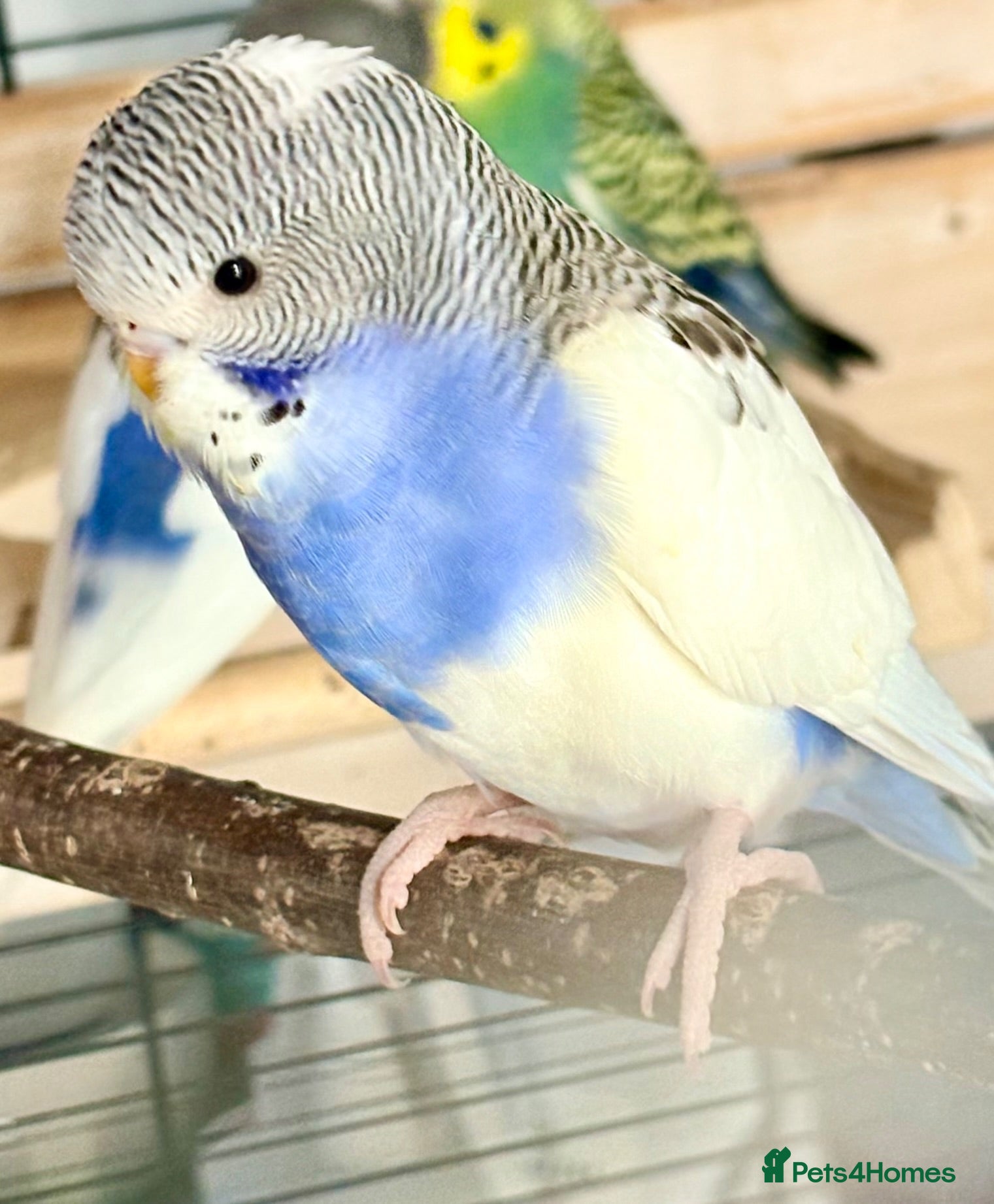 Budgerigars birds Pretty Little Pied Hen - Advert 4