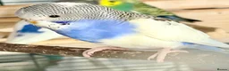 Budgerigars birds for sale: Pretty Little Pied Hen - Advert 1
