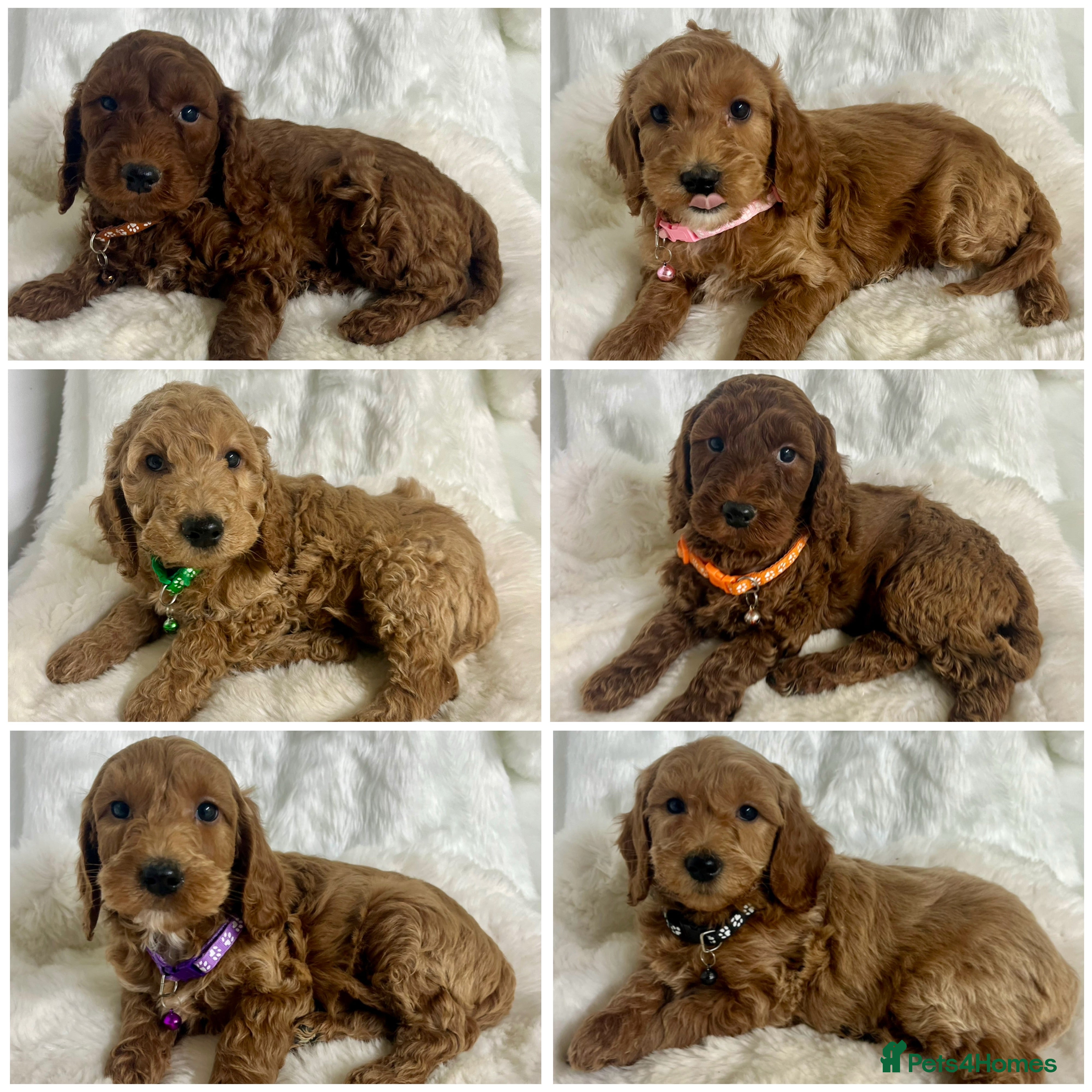 Goldendoodle dogs Outstanding quality fully tested Goldendoodle pups - Advert 1