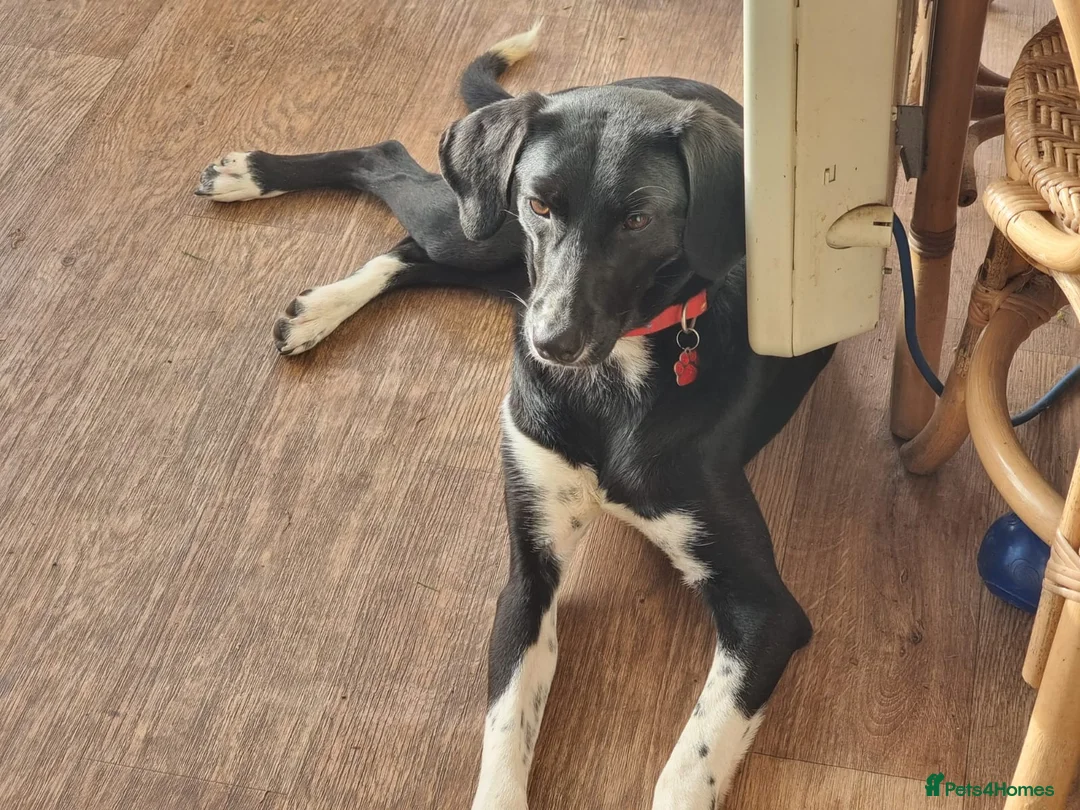 Mixed Breed dogs for adoption: NORA FOR ADOPTION IN CORNWALL/DEVON - Advert 10