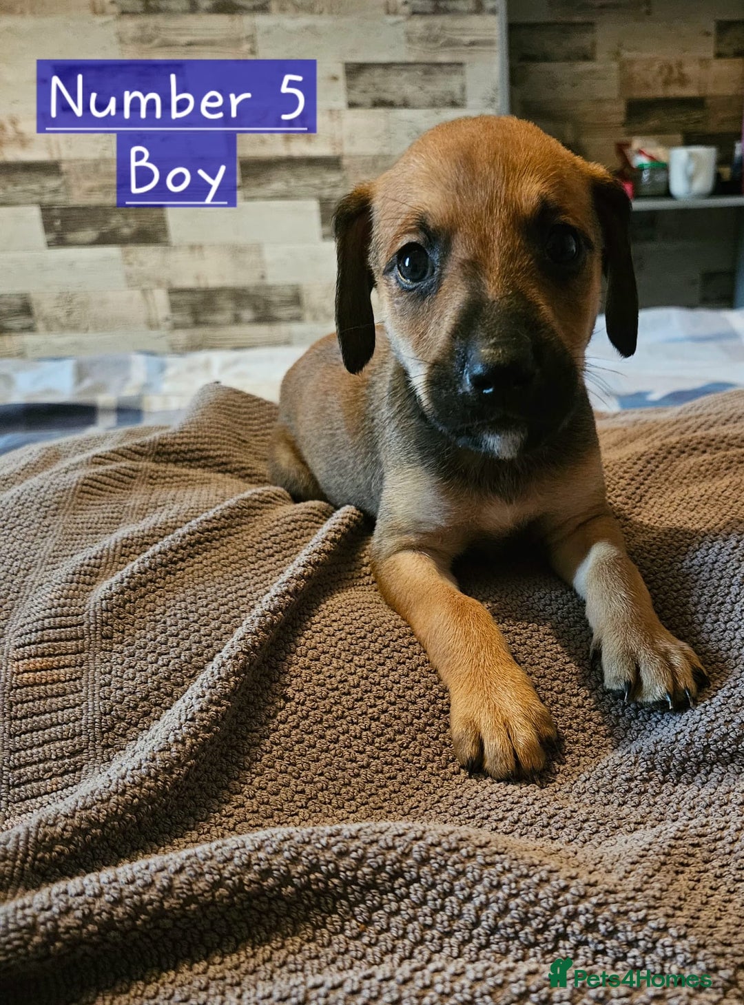 Mixed Breed dogs for sale: BEAUTIFUL LURCHER PUPPIES - Image 8