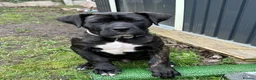 Presa Canario dogs for adoption: 3 year Old Presa Canario   - Advert 3
