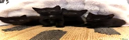 Bombay cats for sale: Bombay kittens for sale  in Grays - Advert 3