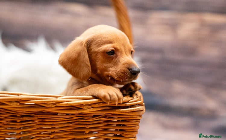 Miniature Dachshund dogs Beautiful puppies ready now - 4 left! - Advert 4