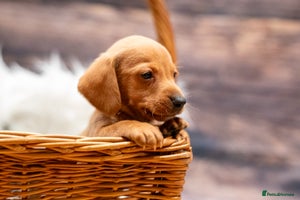 Miniature Dachshund dogs Beautiful puppies ready now - 4 left! - Advert 7