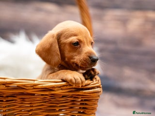 Miniature Dachshund dogs Beautiful puppies ready now - 4 left! - Advert 7