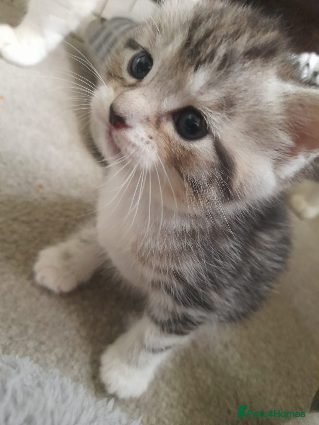 Bengal cats for sale: 4 kittens available  - Advert 8