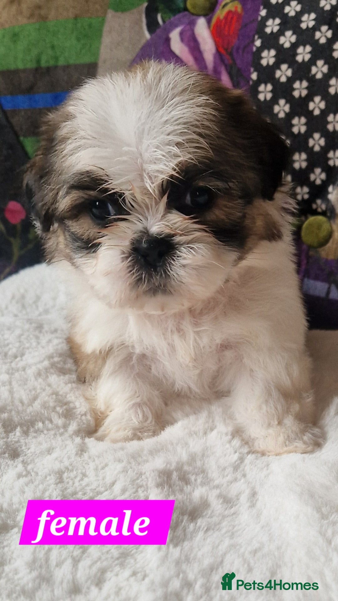 Shih Tzu dogs for sale: Shih-tzu's for sale. - Image 7