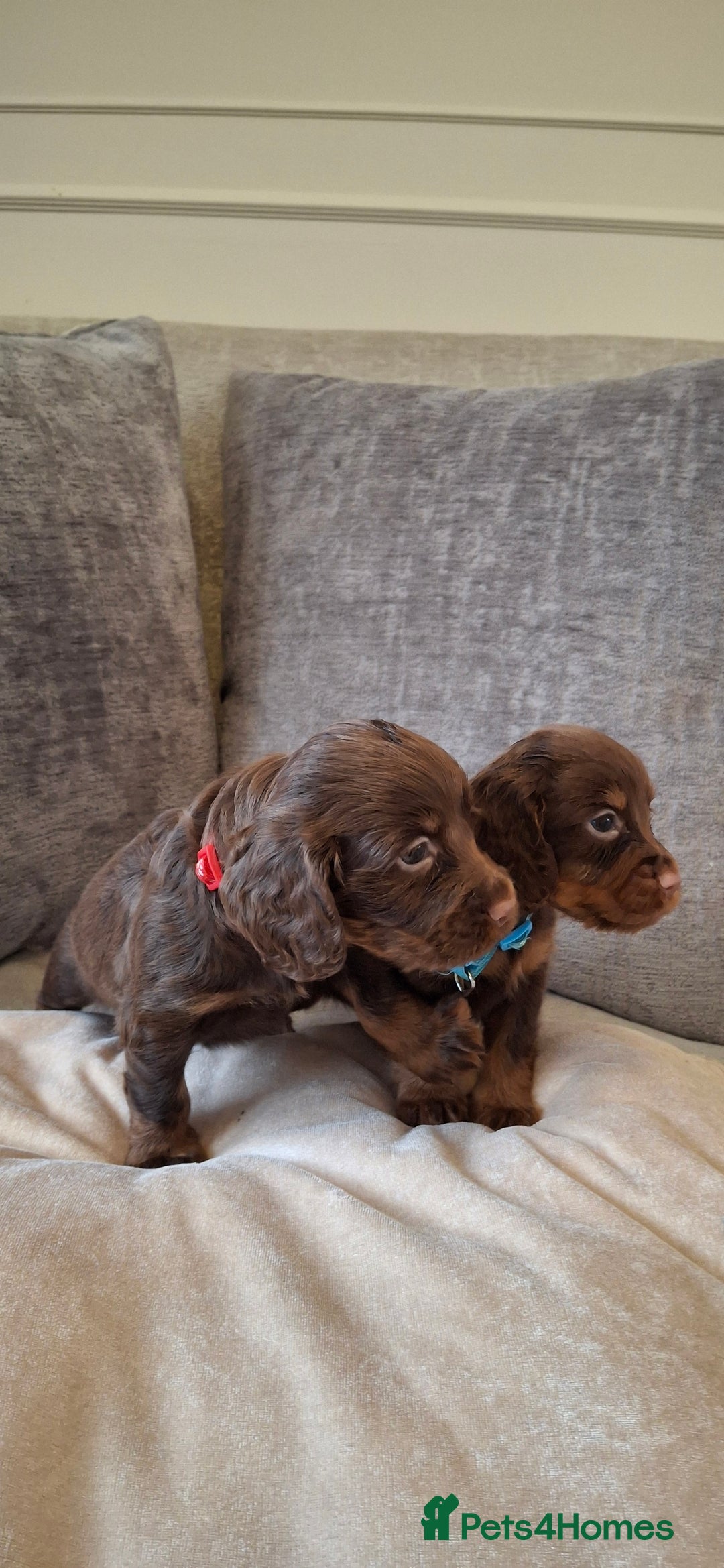 Cocker Spaniel dogs for sale: Kc reg working cocker spaniel puppies  - Advert 13