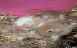 Mixed Breed rabbits for sale: Mixed breed rex cross  - Image 2