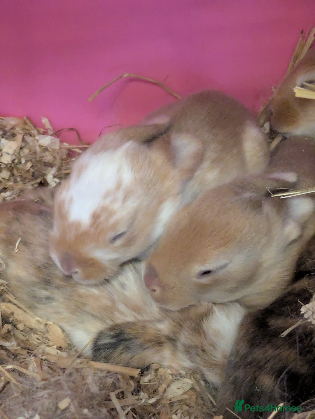 Mixed Breed rabbits for sale: Mixed breed rex cross  - Image 2