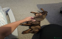 Miniature Dachshund dogs for sale: Miniature Dachshund for rehoming  - Image 3