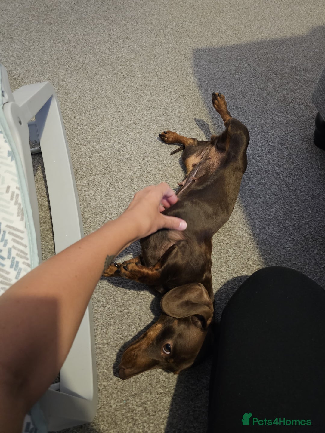 Miniature Dachshund dogs for sale: Miniature Dachshund for rehoming  - Image 3