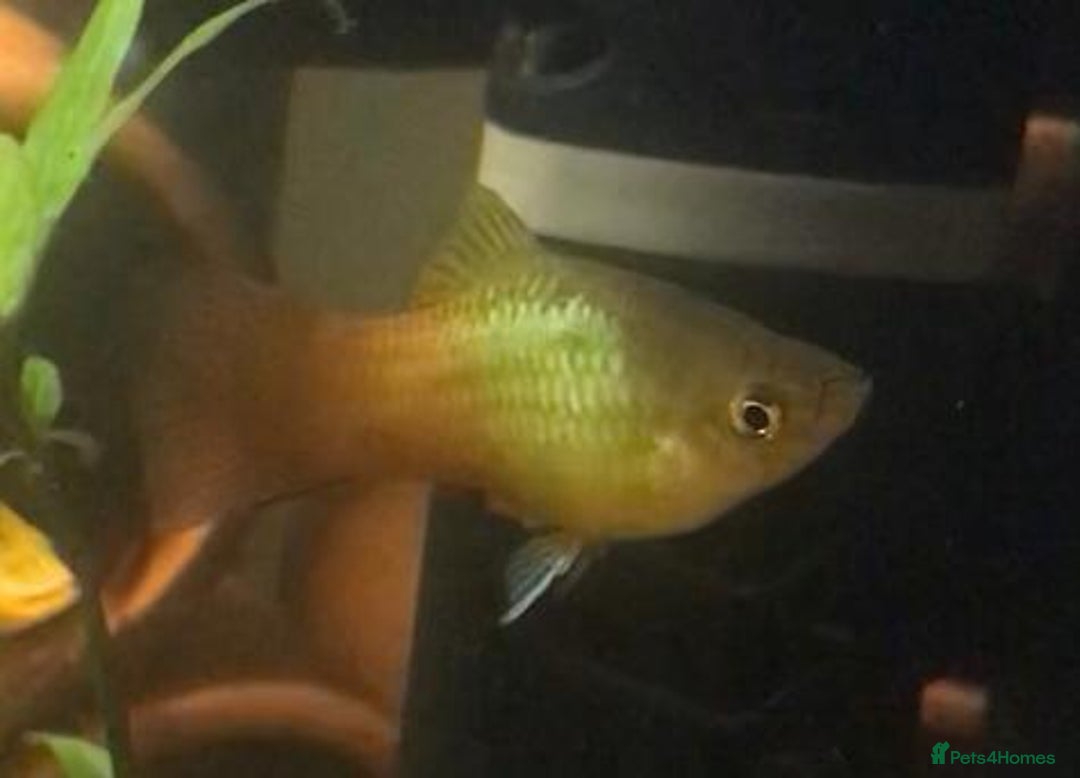 Other/Mixed Breed fish for sale: All fish sold individually for 10£ (info below) - Image 13