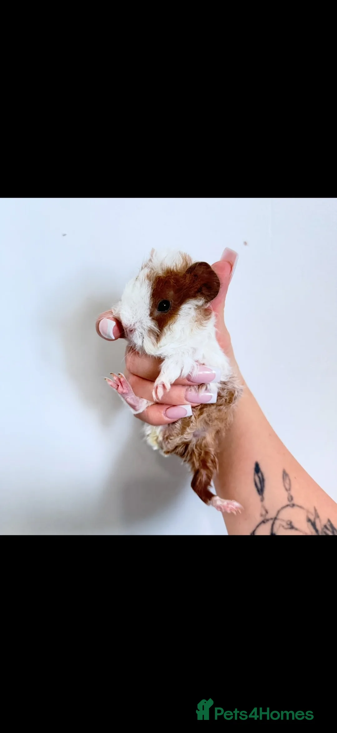 Mixed Breed rodents for sale: Male baby guinea pigs available  - Advert 2
